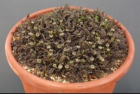 Leptinella squalida 'Platts Black'